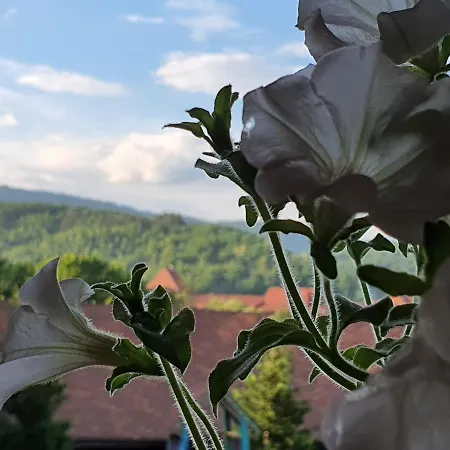 호텔 вiлла тераса *